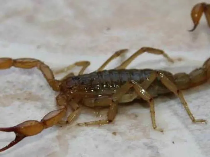 Denuncian alacranes en la colonia Benito Juárez en Cajeme