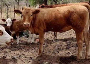 ¿Cuánto podría aumentar el precio del ganado en Sonora por la sequía?