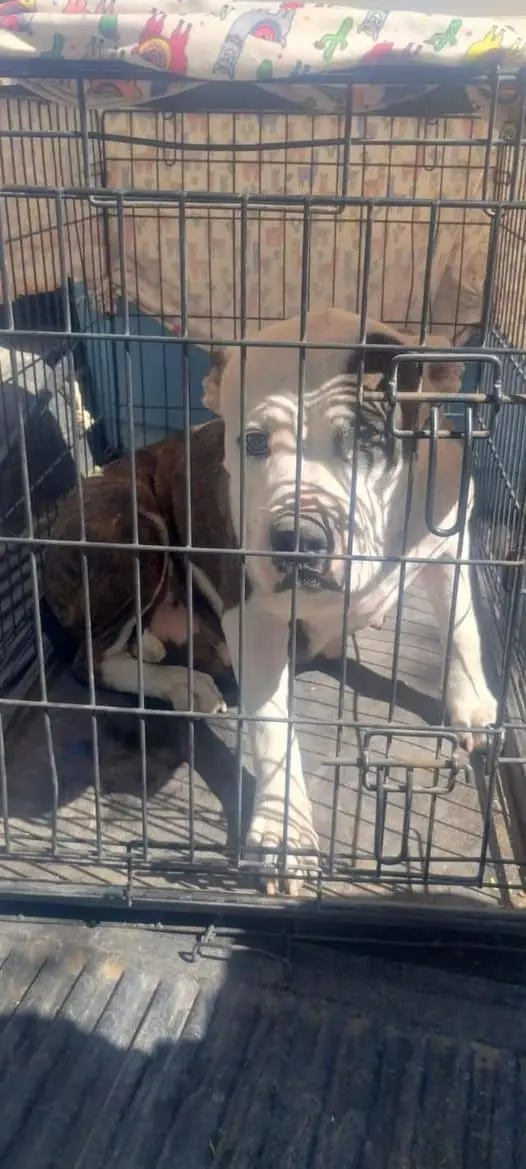 Rescatan a Nala, pitbull maltratada en Villa Itson