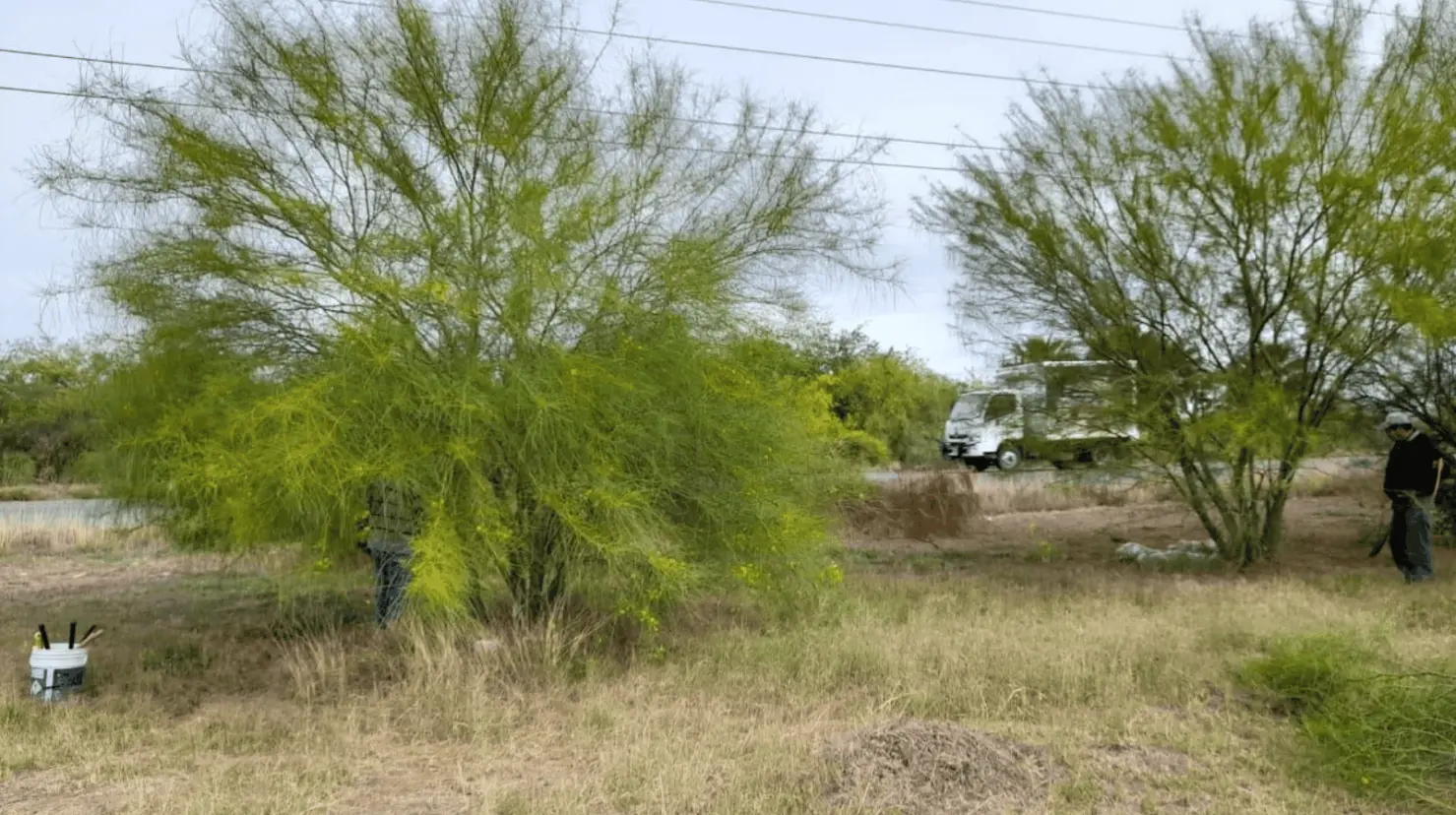 Frenan deforestación en carretera a Huatabampo