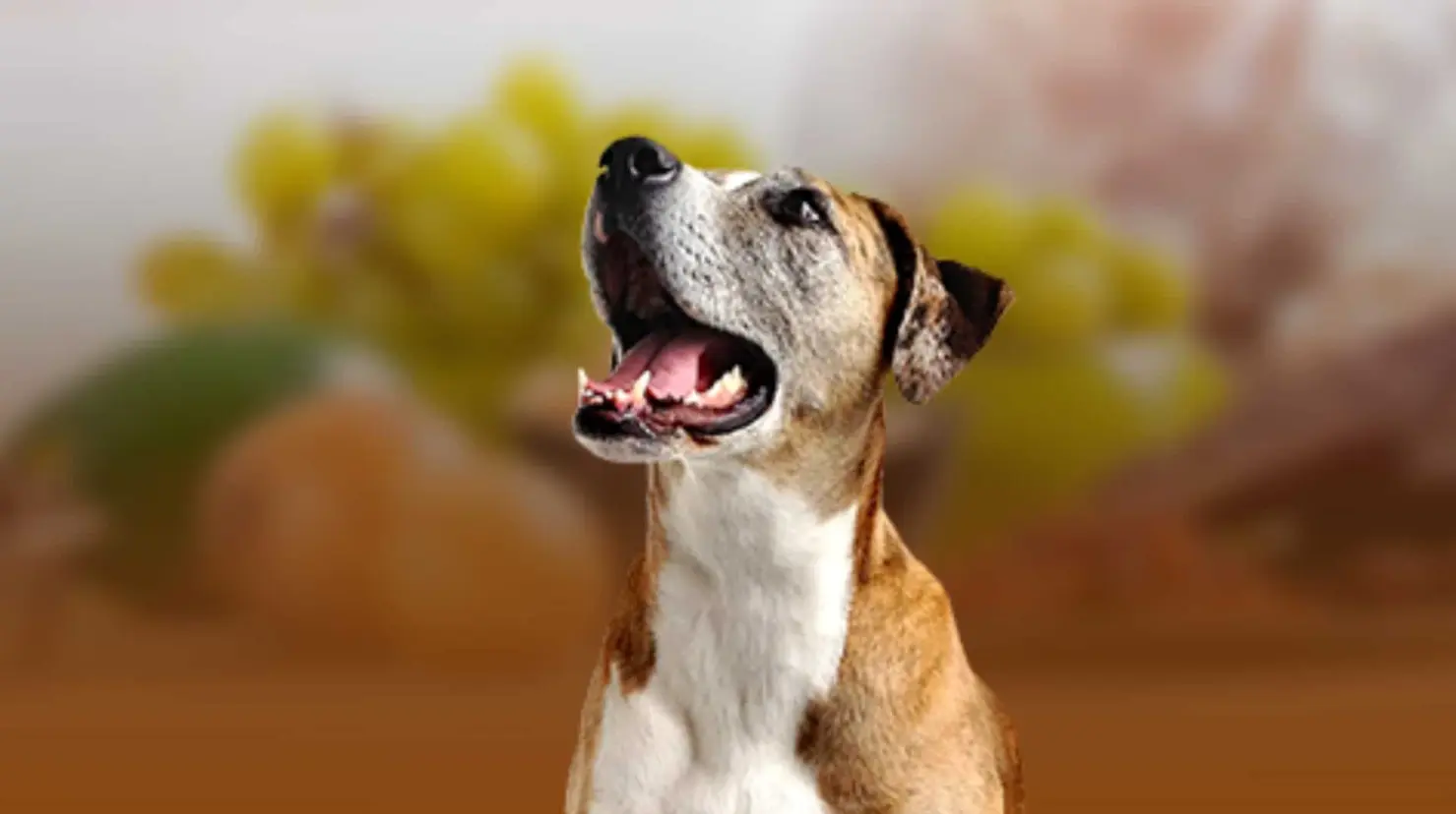 ¡Anótalos! Estos son los alimentos que nunca debes darle a tu perro