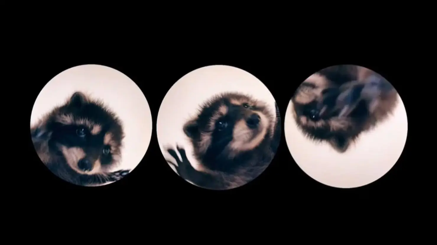 “Pedro, Pedro, Pedro”, ¿Cómo surgió esta canción viral en redes con video de mapache?