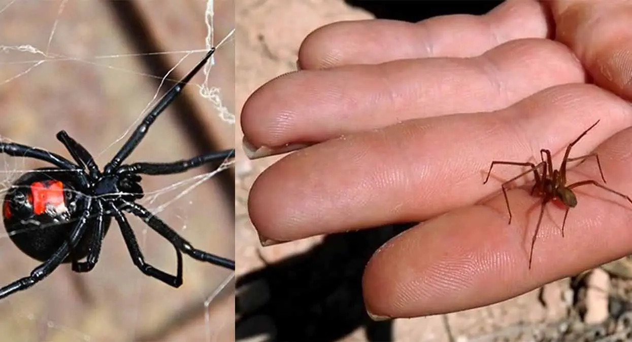 ¿Viste una araña negra en tu casa? Así puedes saber si es venenosa o no