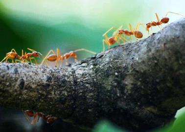 ¿En tu casa hay plaga de hormigas? a través de este truco puedes acabar con ellas