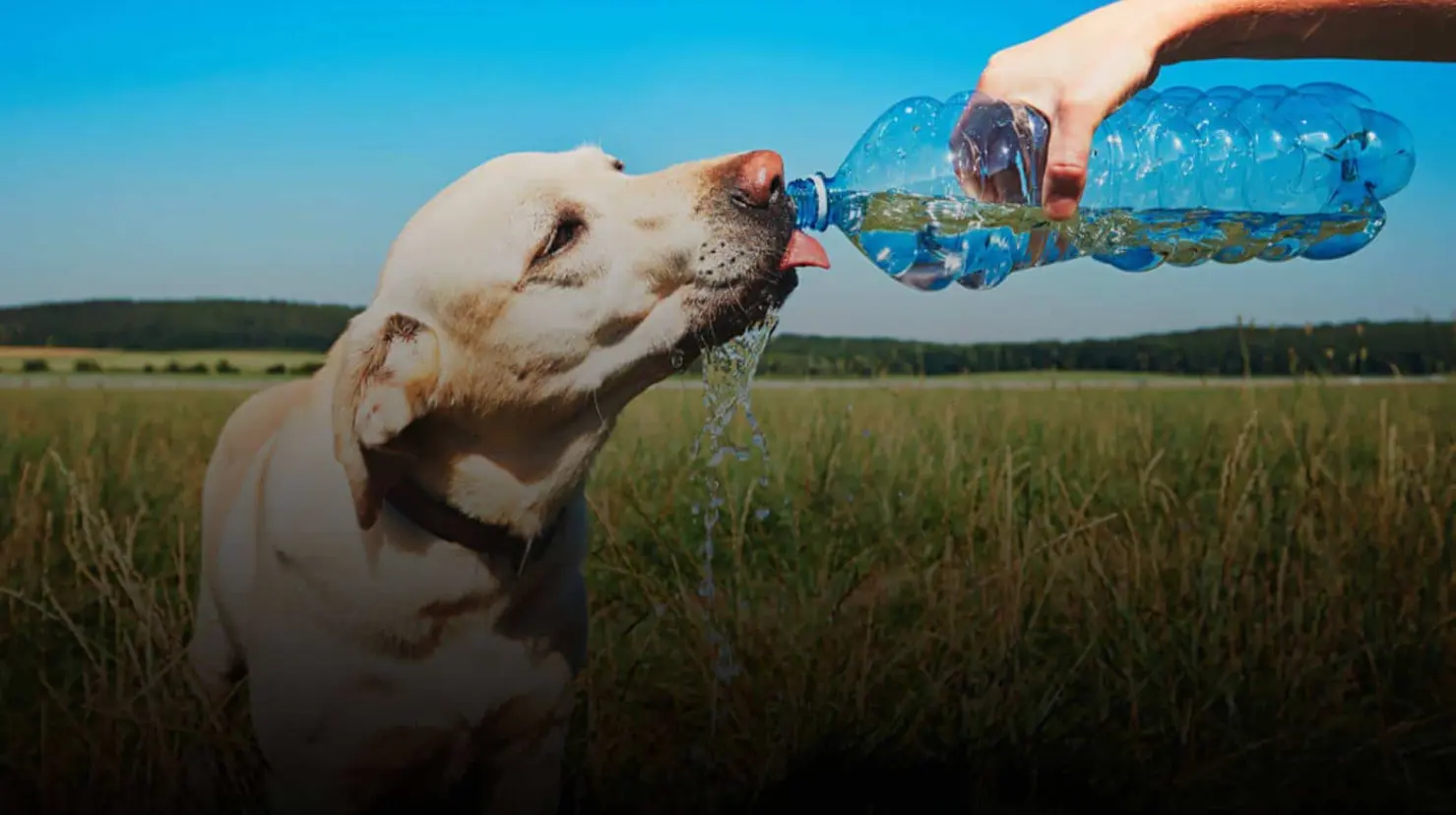 Ola de calor: Estos son los síntomas de un perro ante un golpe de calor