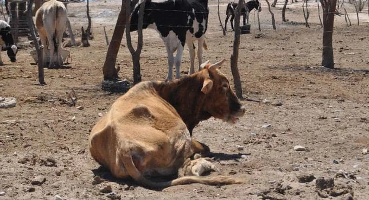 Sector ganadero: este es el precio de una paca de alfalfa en el Valle del Yaqui debido a la sequía