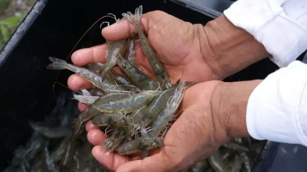 Inician precosechas de camarón en Sonora
