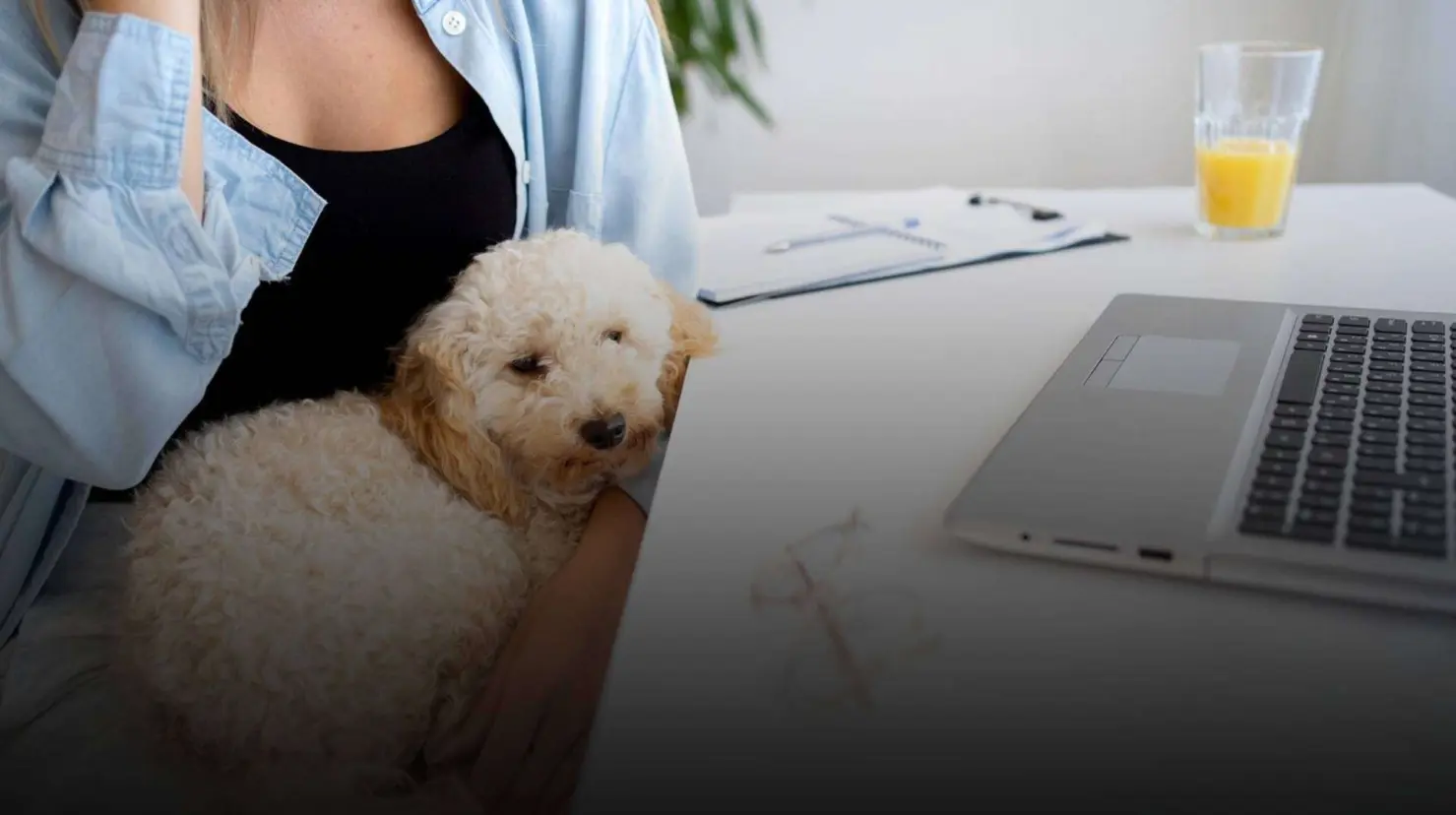 Este municipio de Sonora se sumará al Día Mundial de Llevar tu Perro al Trabajo ¿Cuál es?