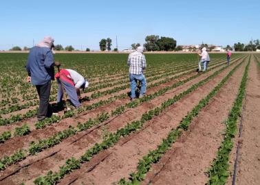 Grave crisis en el campo