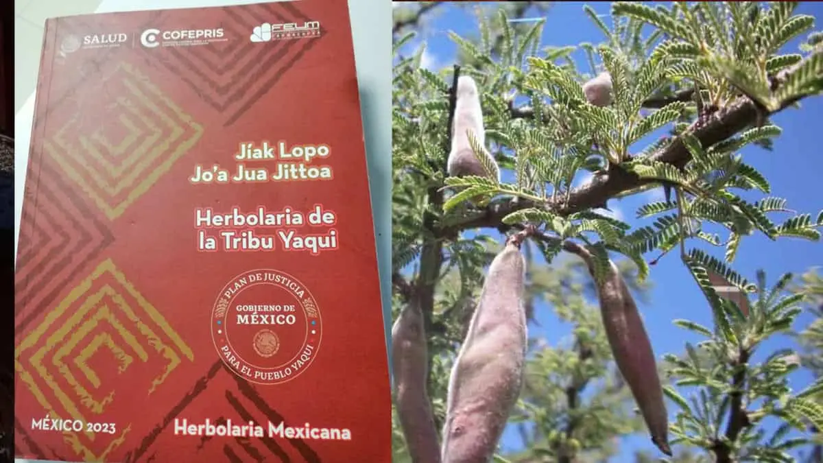 foto/ libro herbolaria de la tribu yaqui