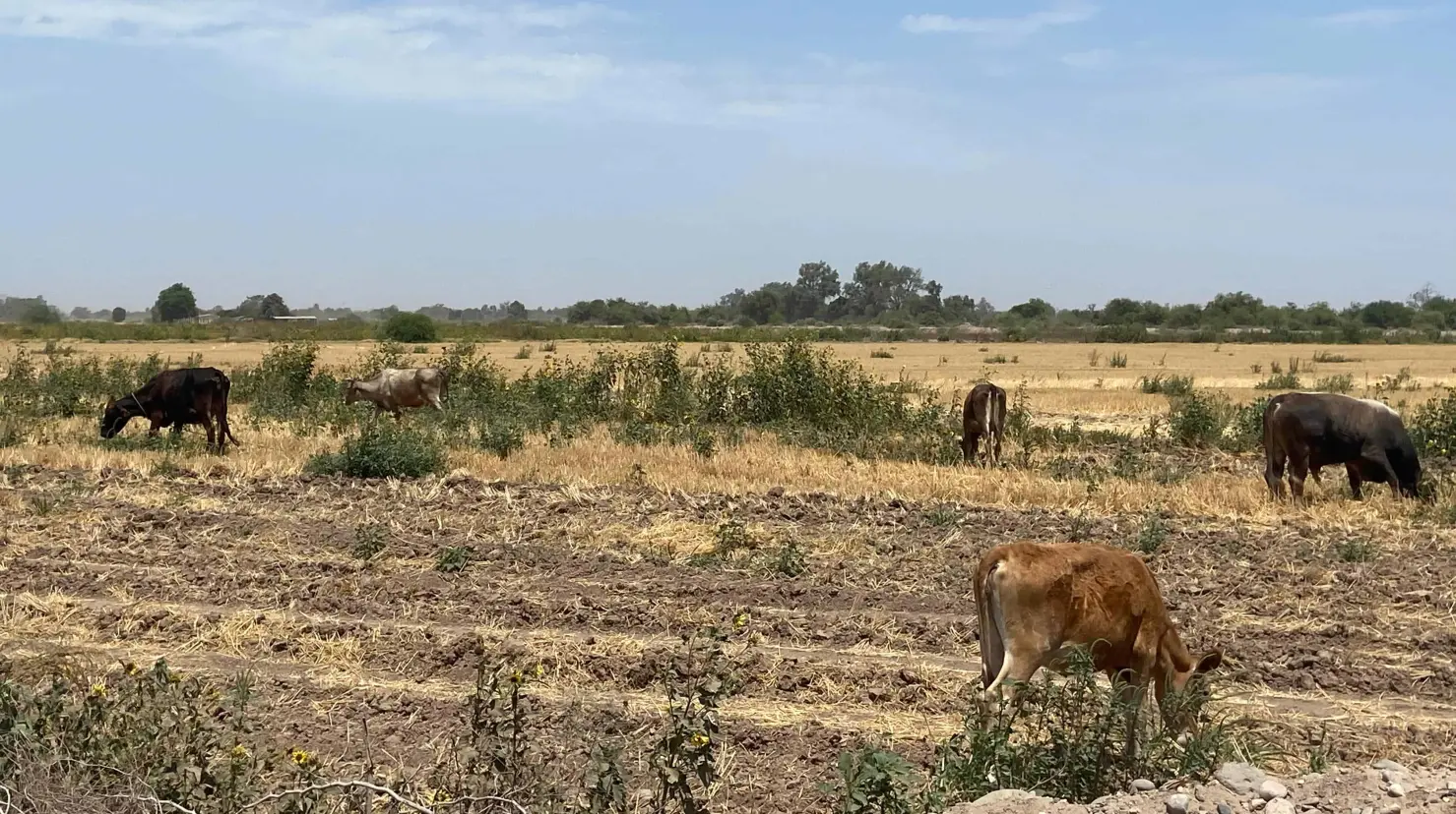 Sequía eleva los costos de producción de ganado en el sur de Sonora ¡POR LOS CIELOS!
