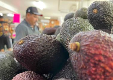 Siembran aguacate en el Valle del Yaqui