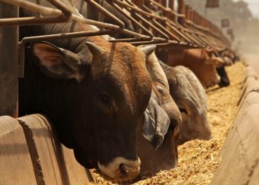 Ganaderos de Sonora enfrentan las consecuencias de la sequía