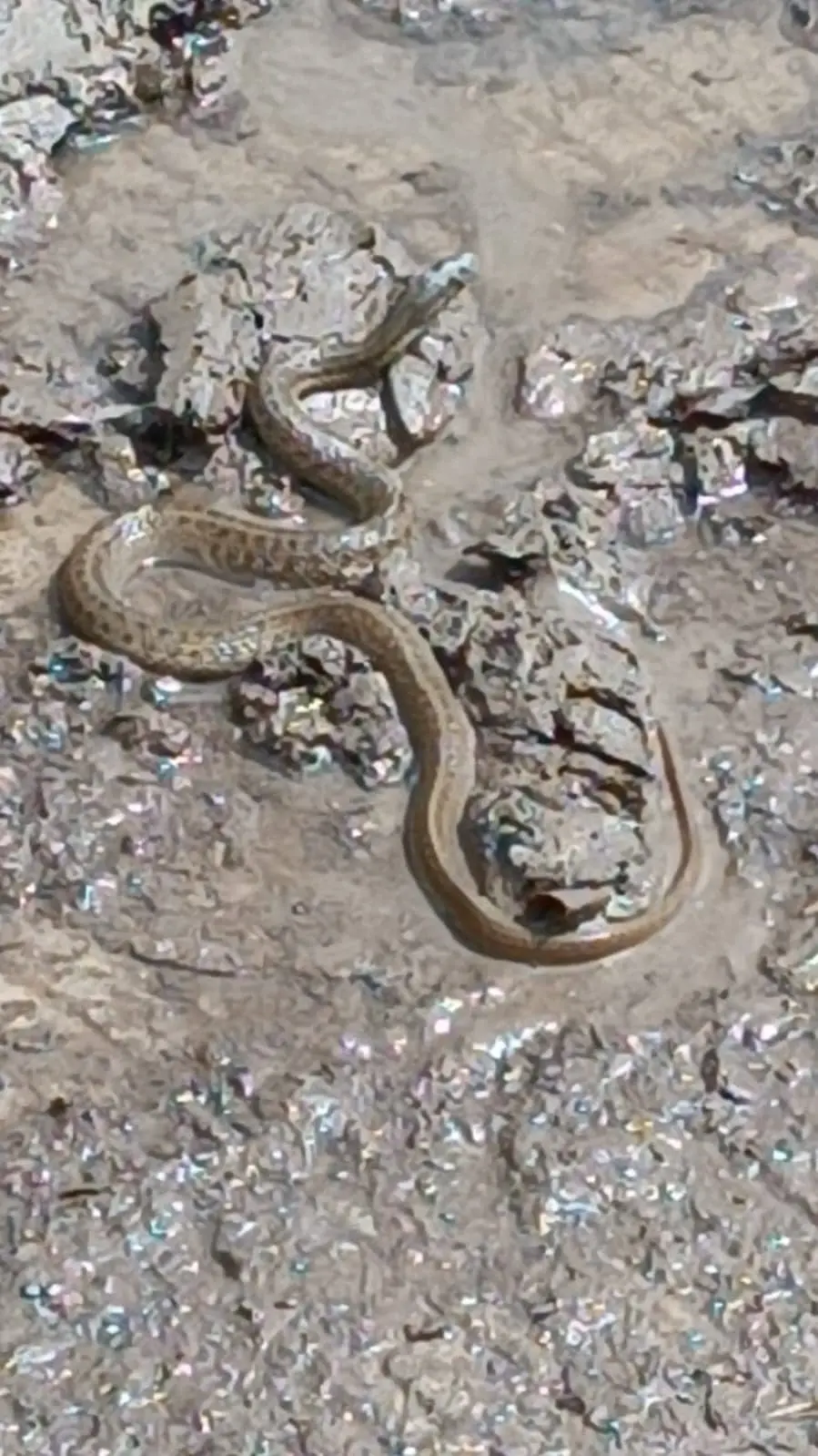 En Navojoa afloran animales ponzoñosos tras las lluvias