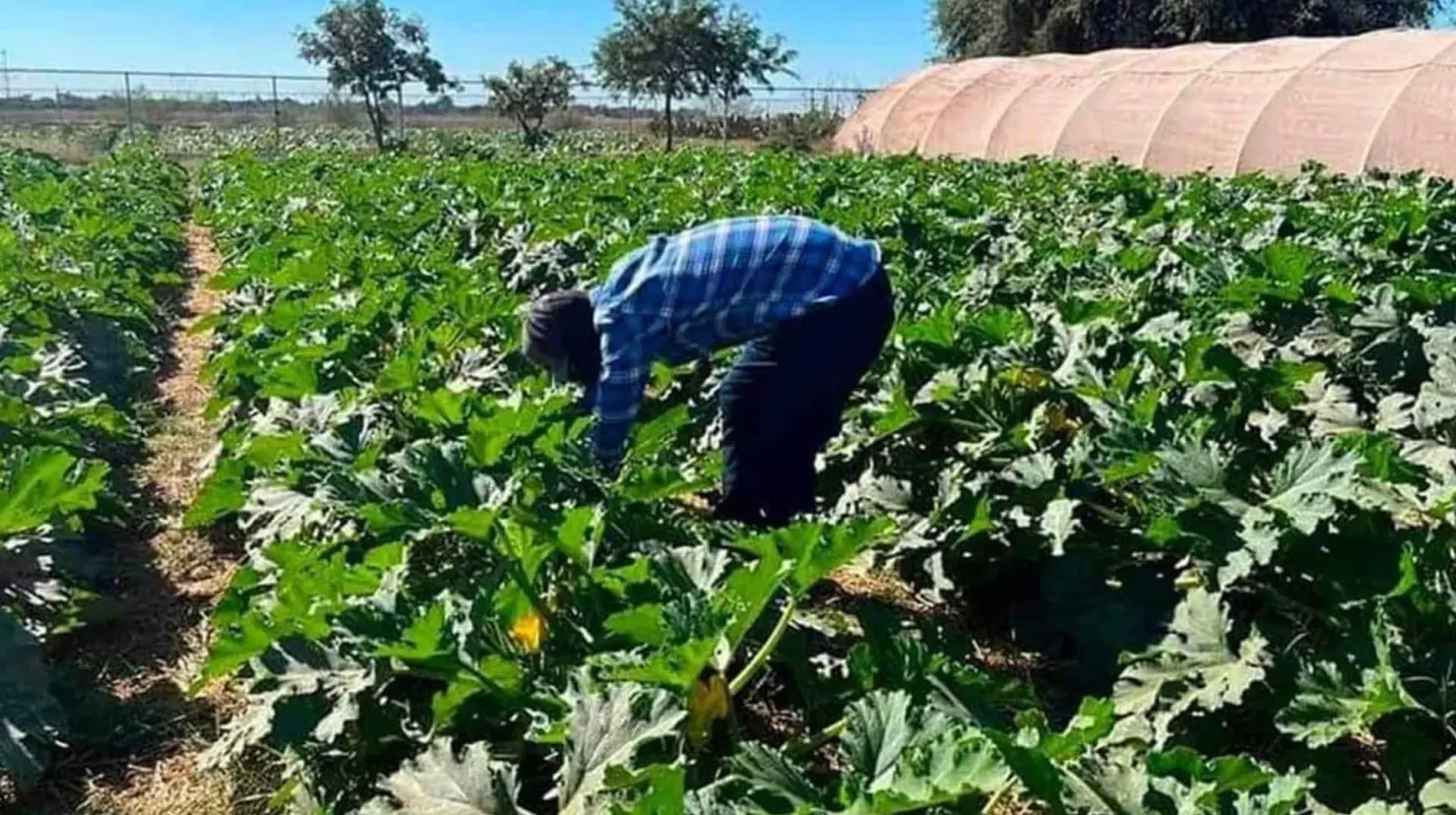 Quieren trabajo permanente para jornaleros del Valle del Yaqui