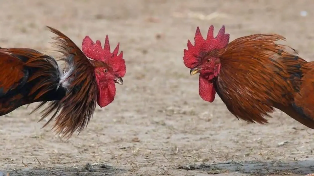 Analizan prohibir peleas de gallos en Sonora
