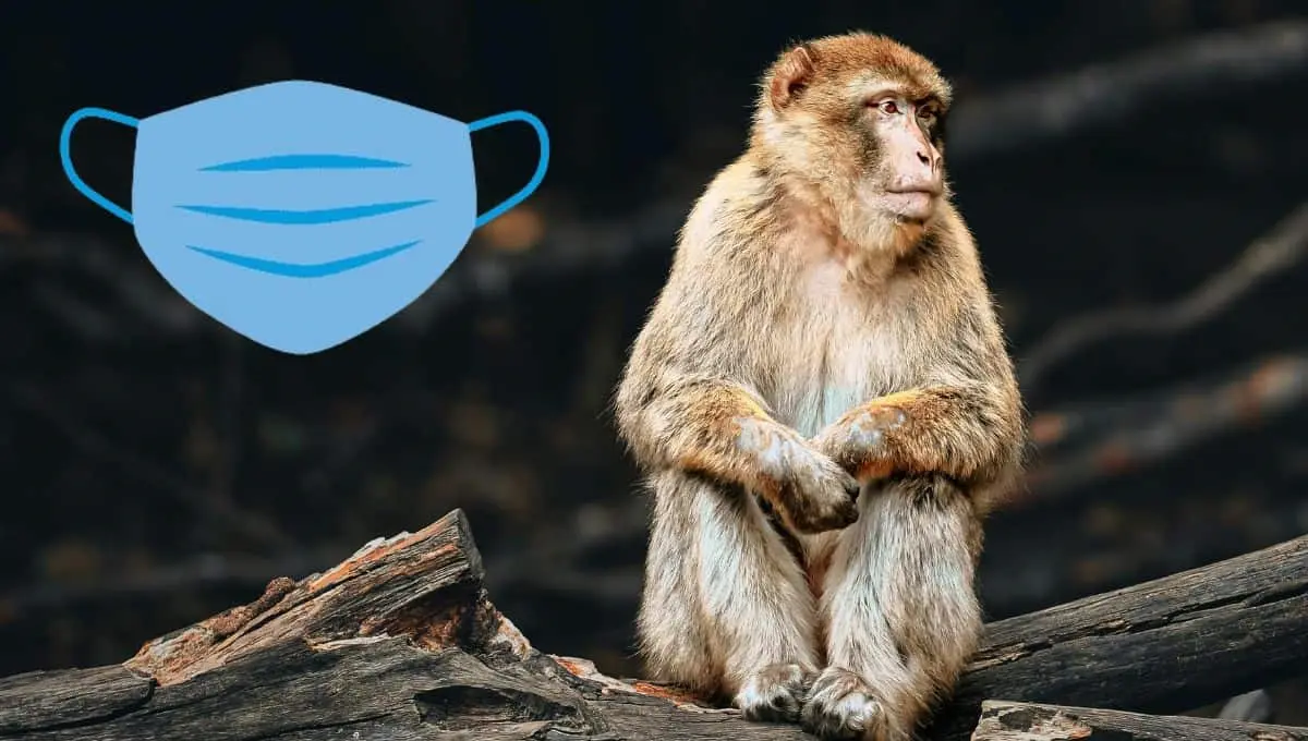 Viruela del mono: Síntomas y forma de contagio | Pexels / PNGWING