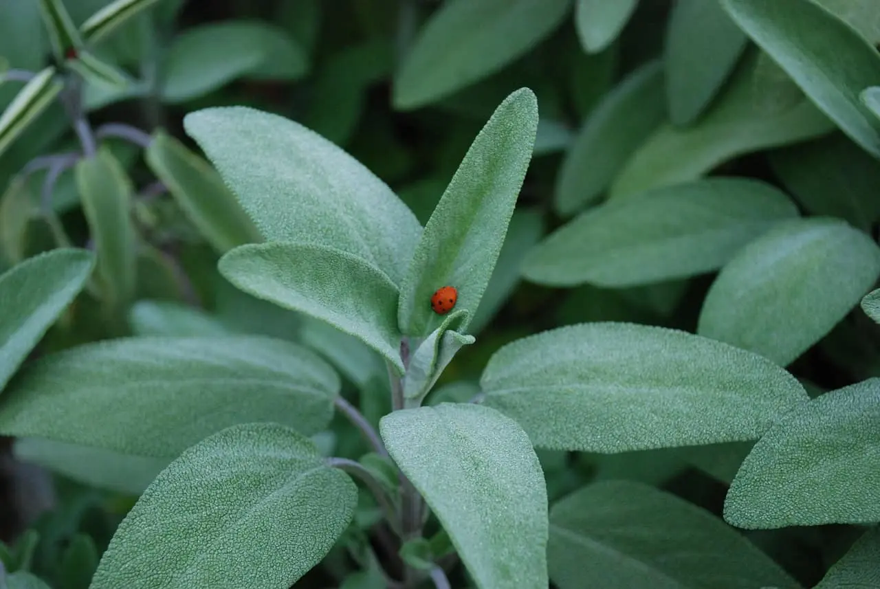 Una opción natural para controlar la glucosa en la sangre. Foto: Pixabay / stbaumgaertner