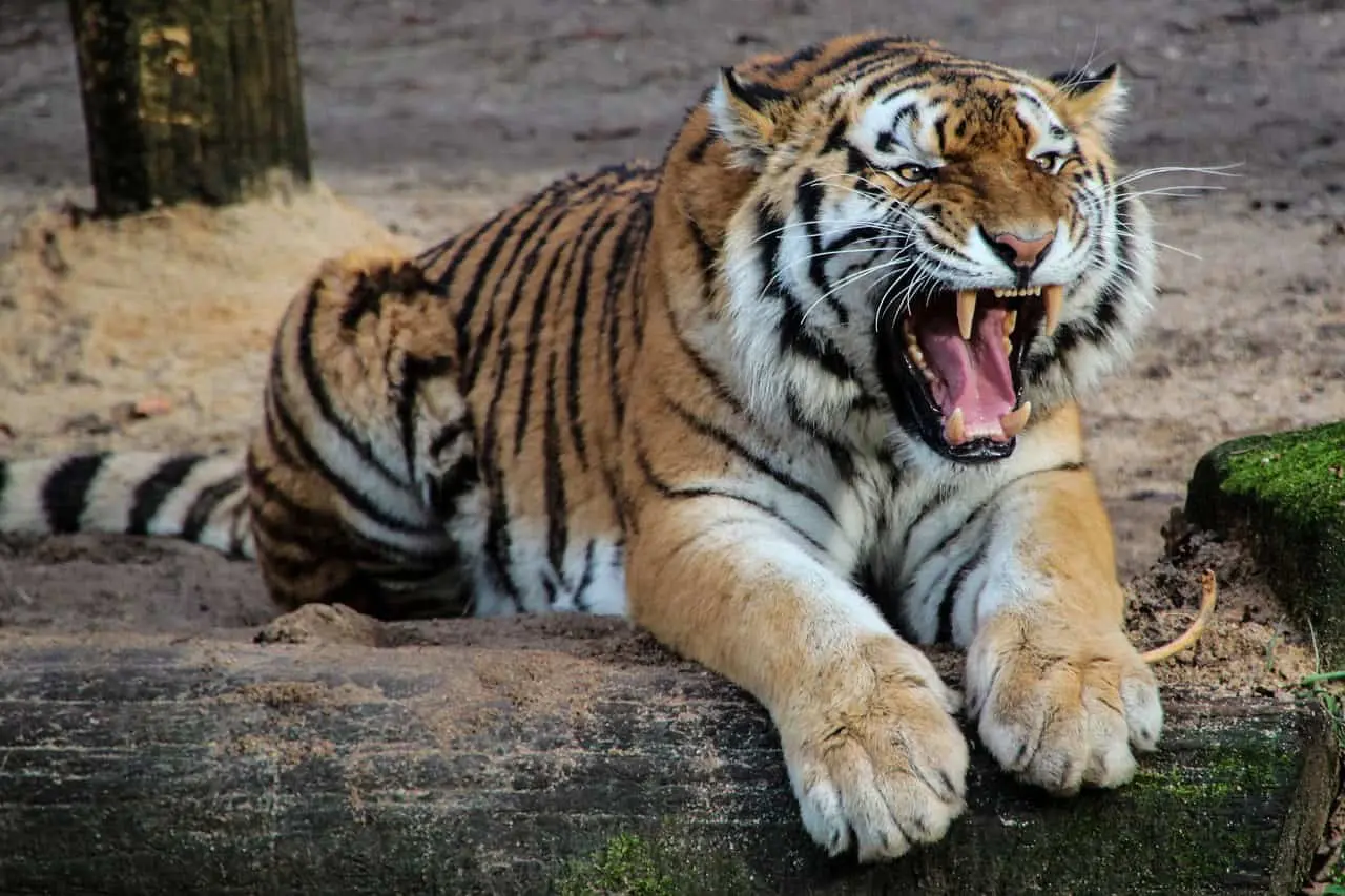 Las sanciones por no seguir las reglas de un zoo. Fuente: Pixabay/garten-gg