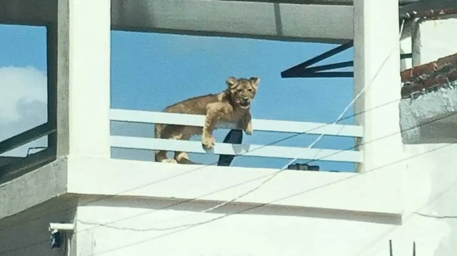 Felino sorprende a vecinos de la colonia Los Nogales en San Juan del Río