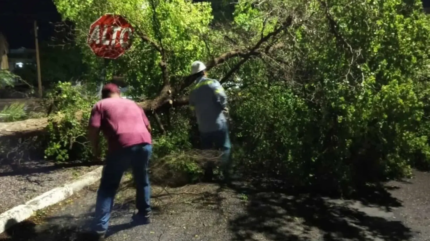 Lluvias dejan árboles caídos e incendios de cableado en Cajeme