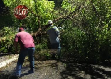 Lluvias dejan árboles caídos e incendios de cableado en Cajeme