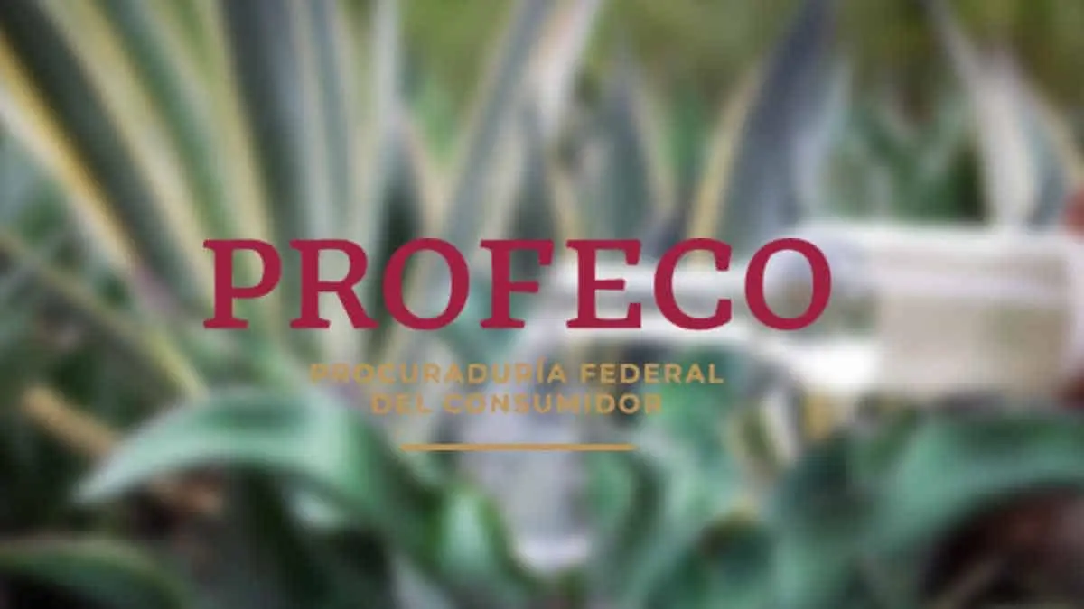 Profeco: Estos son los mejores mezcales para disfrutar en estas fiestas patrias 2024