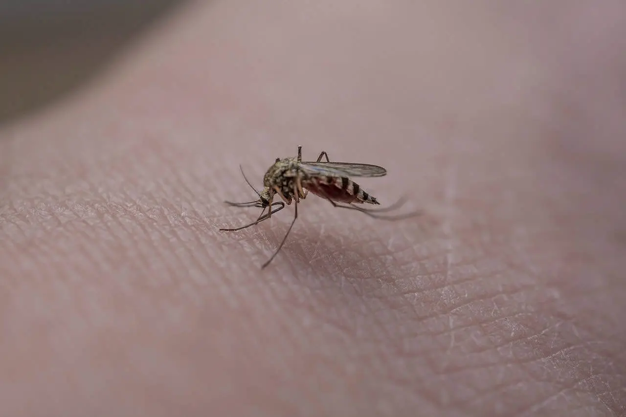 Remedio para ahuyentar mosquitos. Fuente: Pixabay(MikuAalto