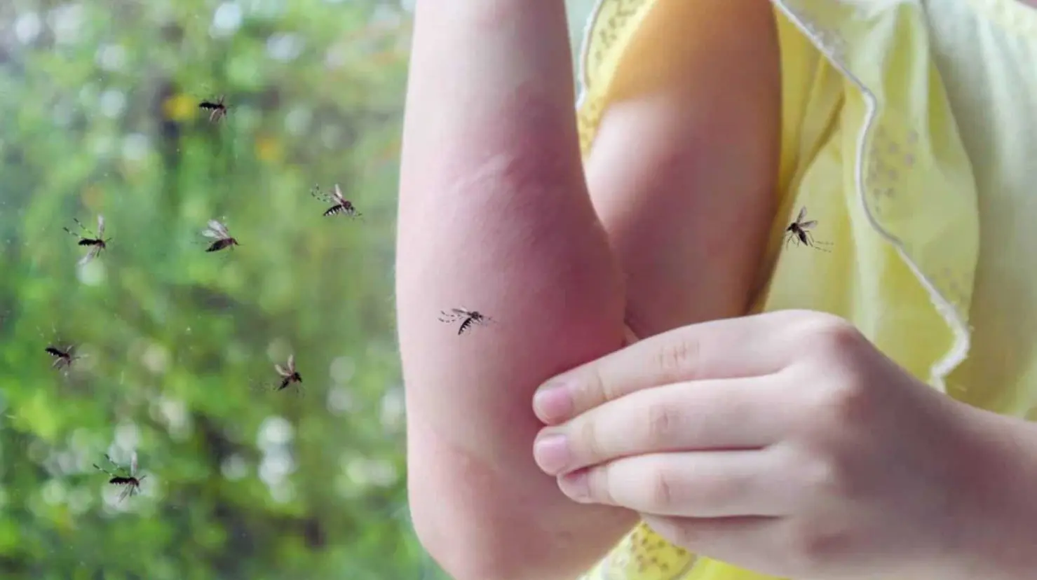 ¿Por qué los mosquitos pican más a ciertas personas? Esta es la razón