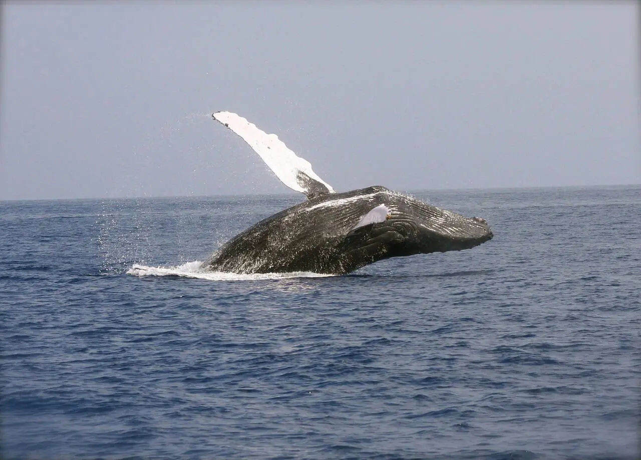 Avistamiento de ballenas en Sonora. Fuente: Pixabay/shadowfaxone