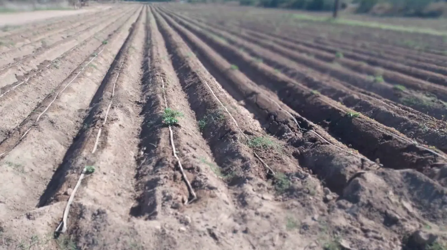 Falta de agua en la presa mantiene en la incertidumbre a ejidatarios de la región del Mayo