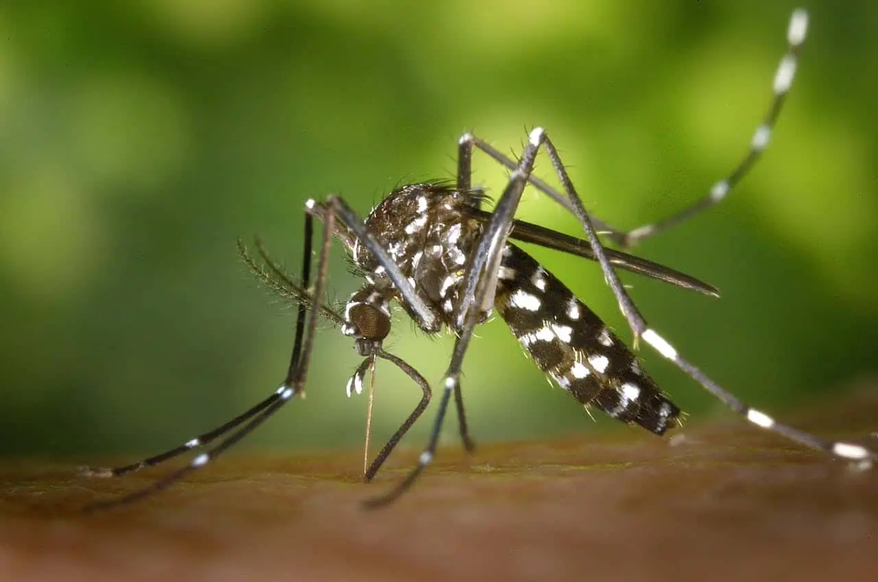 Repelente casero para mosquitos. Fuente: Pixabay