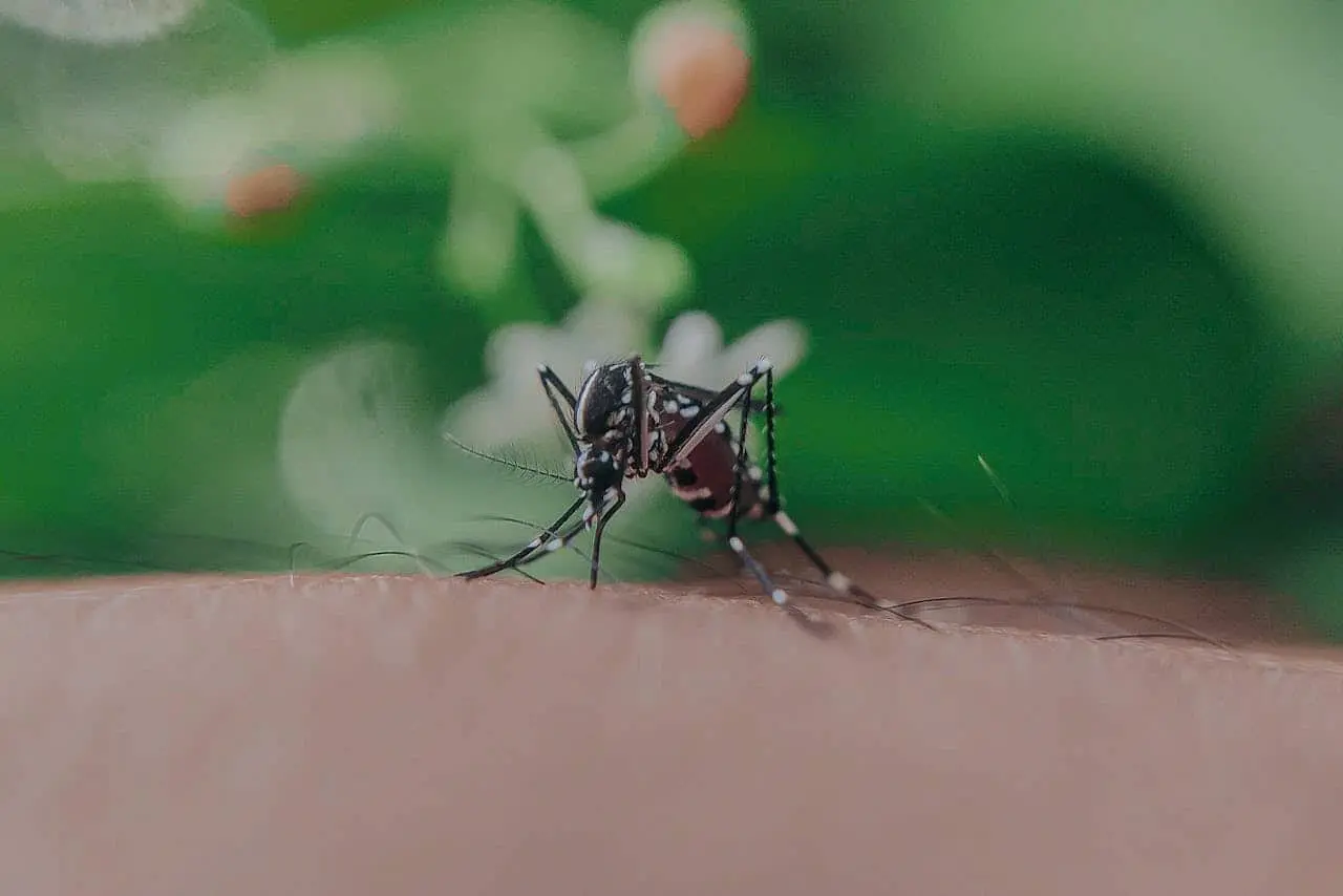 Los trucos para eliminar a los mosquitos. Fuente: Pexels/Anuj
