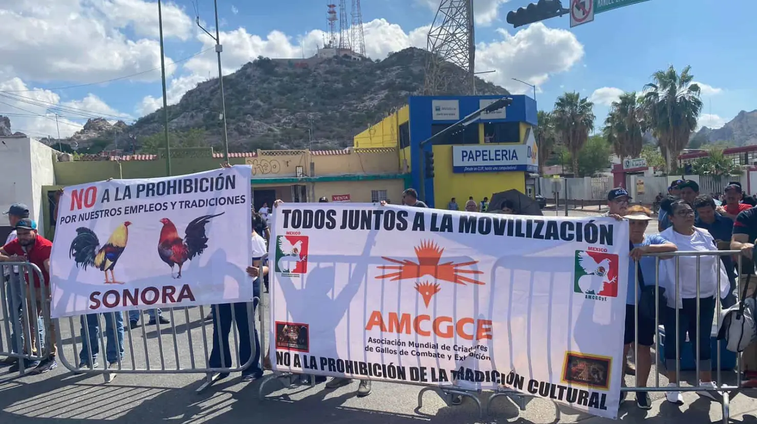 Protestan galleros en Hermosillo: esta cantidad de familias dependen de la crianza de gallos de pelea en Sonora 