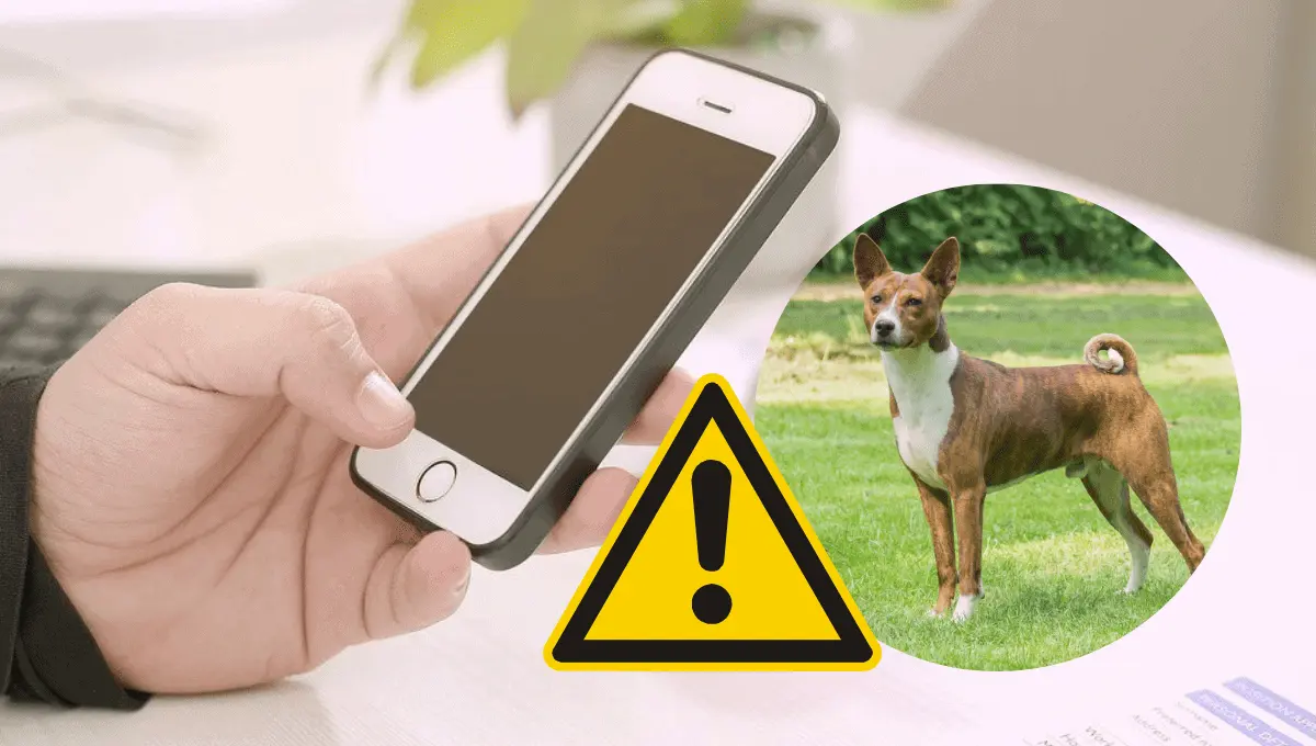 Estafa digital en perros. Fuente: Pexels/ hypnomedi, F1Digitals