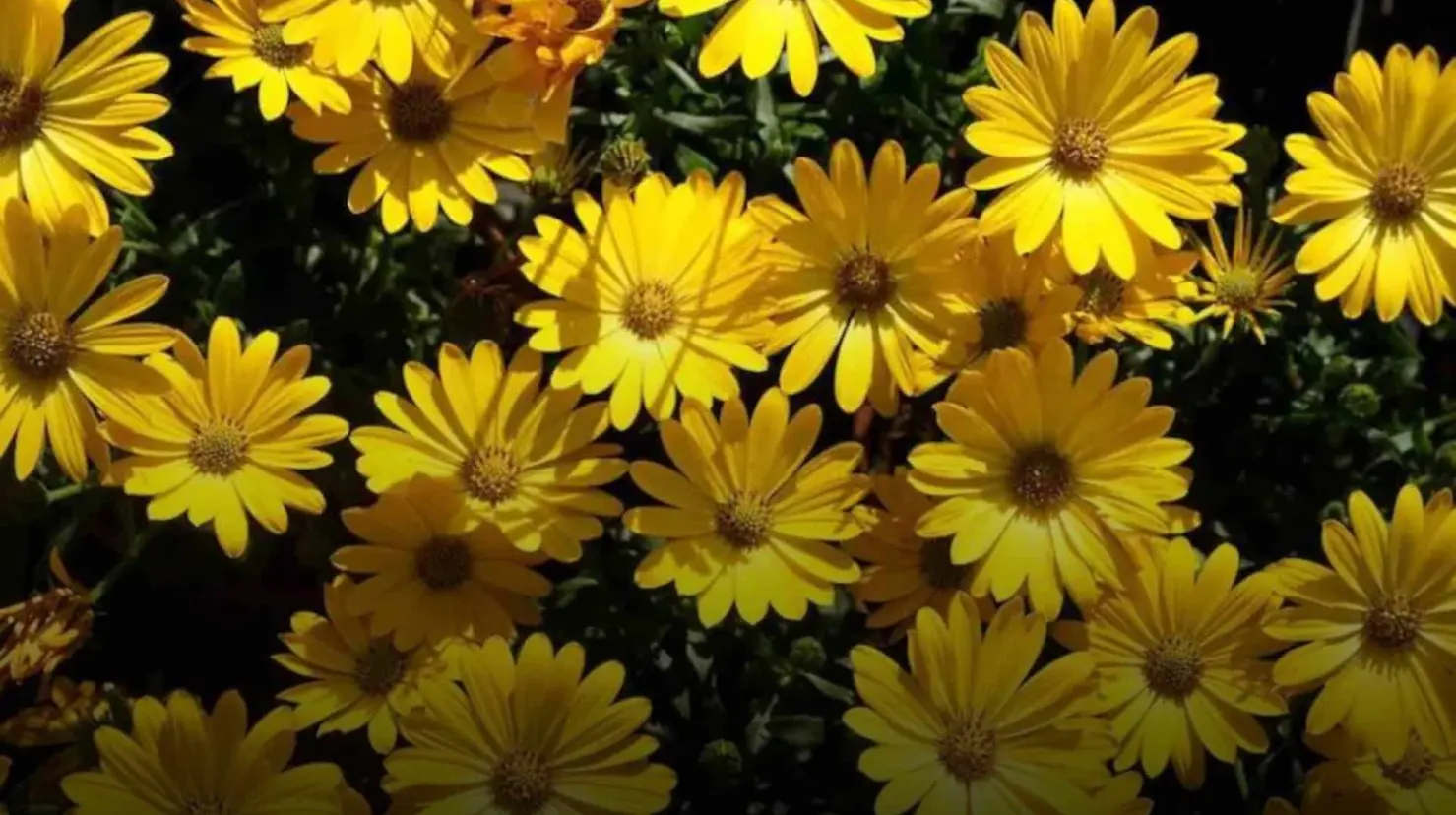 ¿Por qué se regalan flores amarillas el 21 de septiembre?