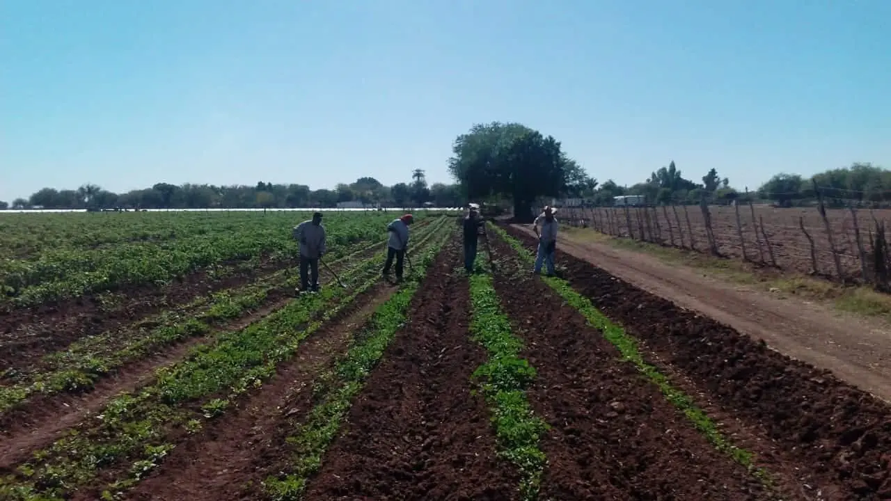 Crisis del agua golpea a horticultores del sur de Sonora