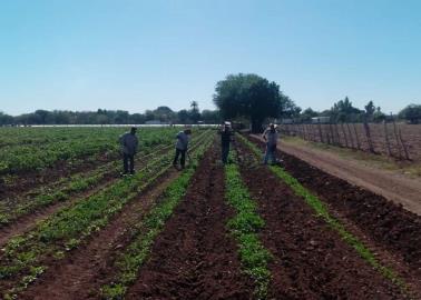 Crisis del agua golpea a horticultores del sur de Sonora