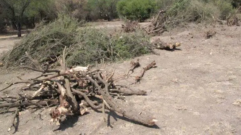 Deforestación sin freno en el Sur de Sonora; apicultores piden atención de las autoridades