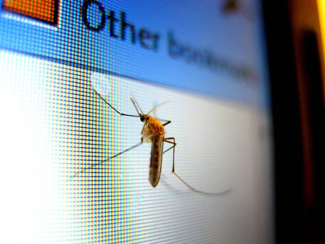 Síntomas del dengue en Sonora. Fuente: Pixabay