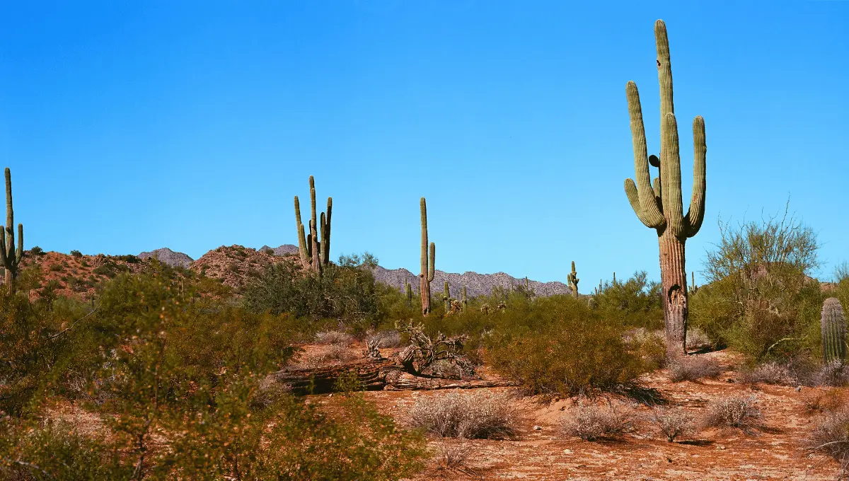 Sitios para visitar en Sonora. Fuente: Canva