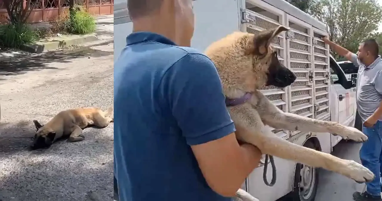 Detienen en Jalisco a mujer por arrastrar a perro con su camioneta