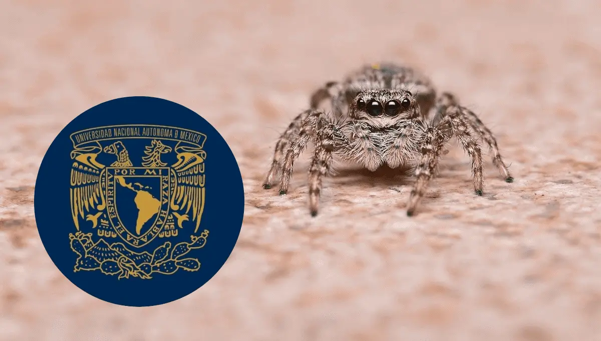 Los beneficios de la arañas, según la UNAM. Fuente: Pixabay/ClaudiaWollesen, Instagram