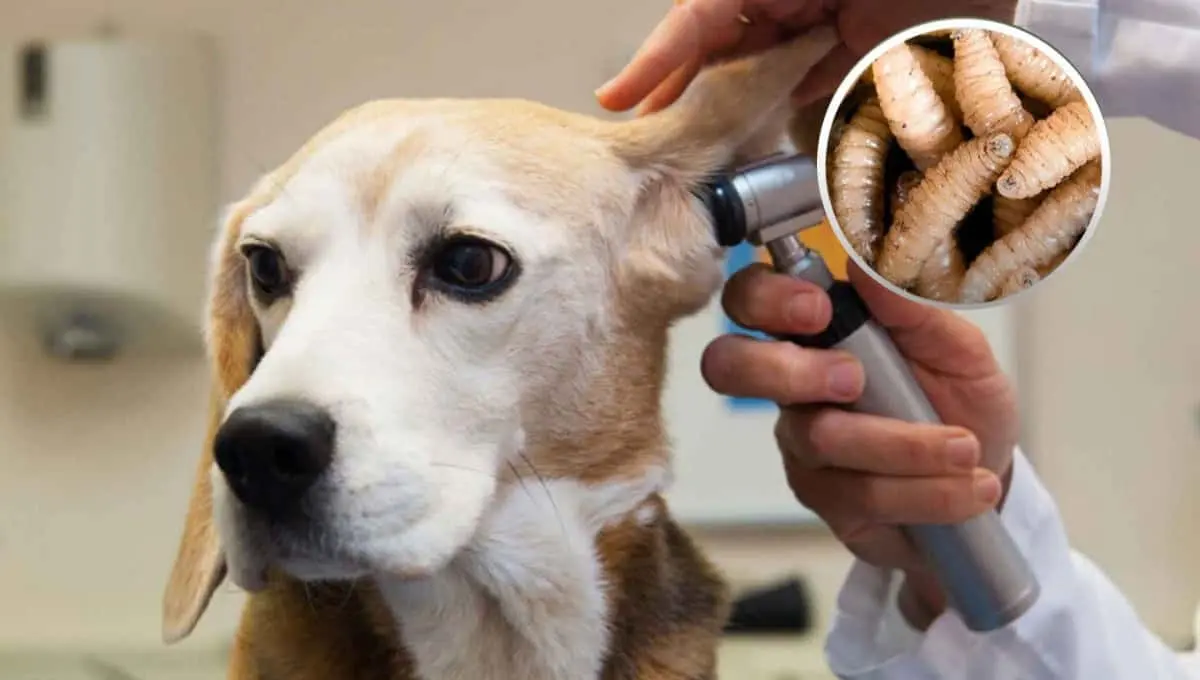UNAM revela al gusano que puede poner en peligro la salud de tus mascotas