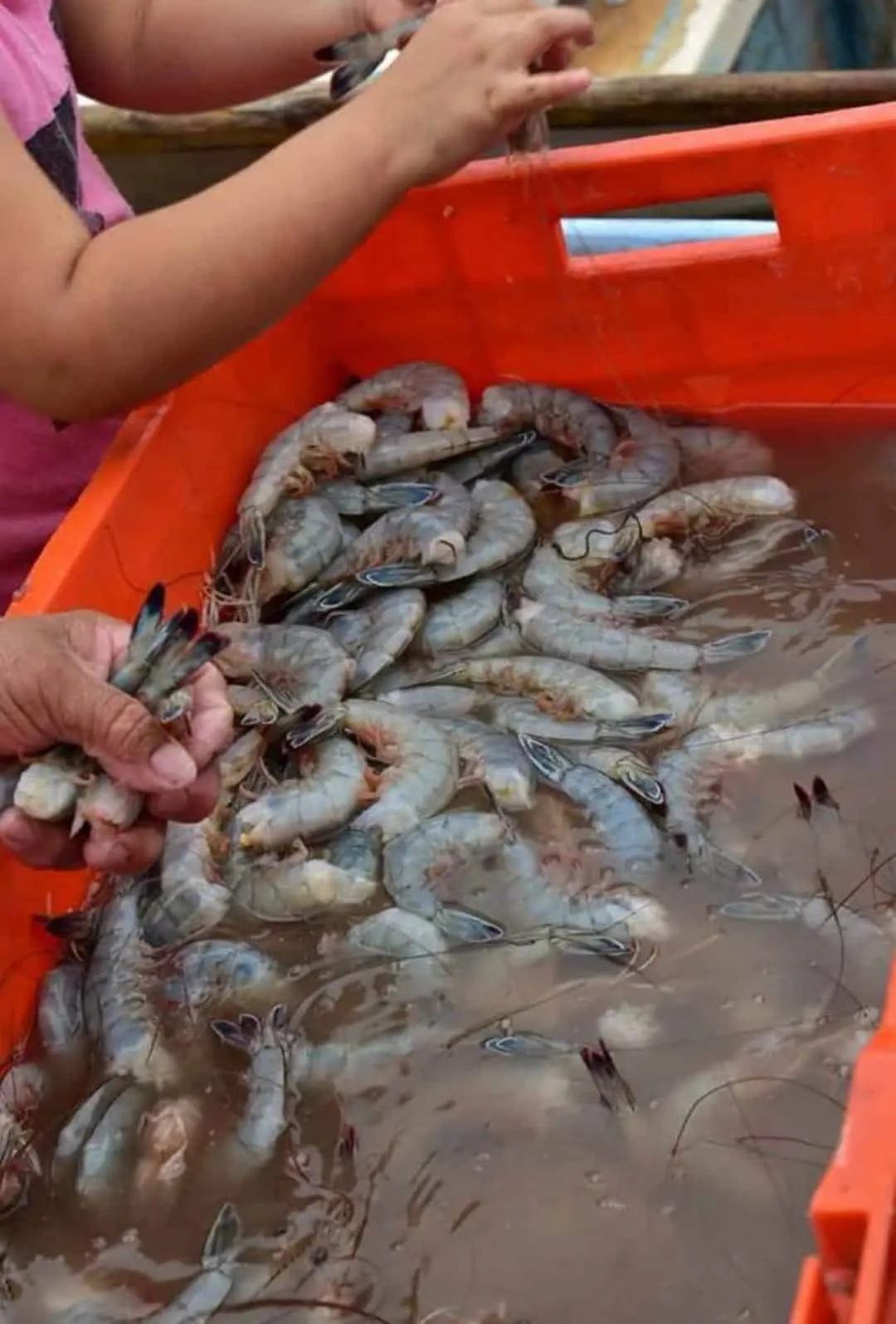 Pescadores del Paredón Colorado, listos para la captura del camarón