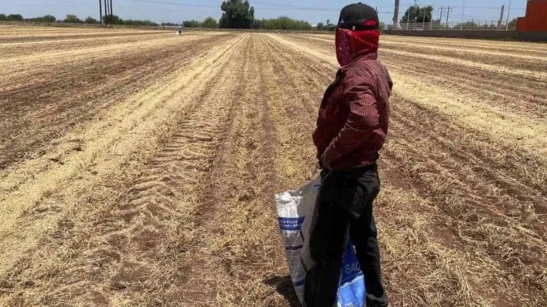 Sur de Sonora: Aumenta migración de jornaleros del Valle del Mayo