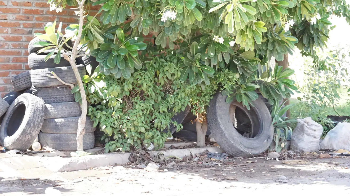En Cajeme prevalece acumulación de llantas y con ello el riesgo de dengue