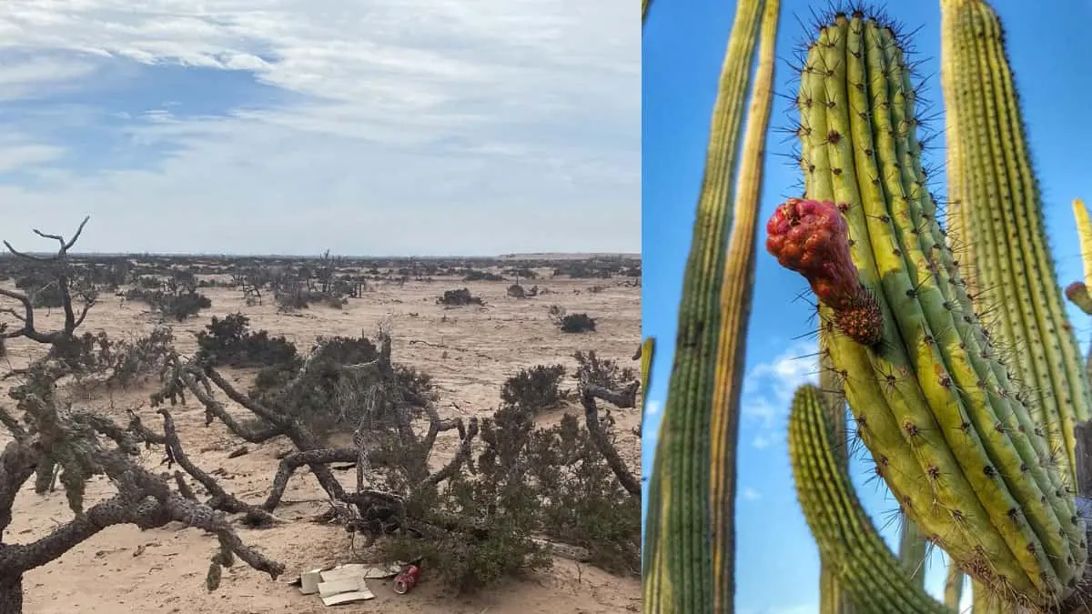 Buscan frenar tala en bosque pitayal ubicado en Huatabampo, Navojoa y Álamos