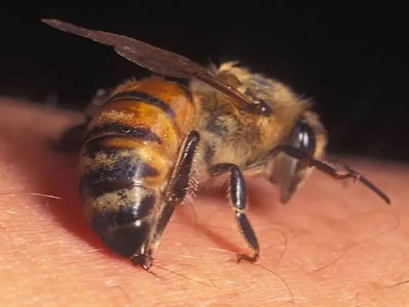 Siguen los ataques de abejas en Etchojoa