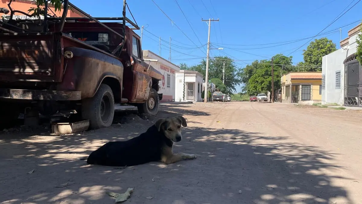 Reportan defunciones por rickettsia en Cajeme